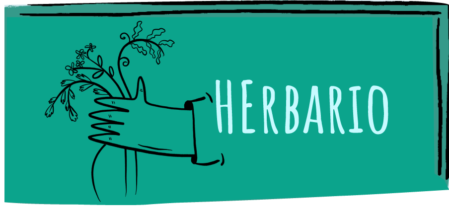 Herbario